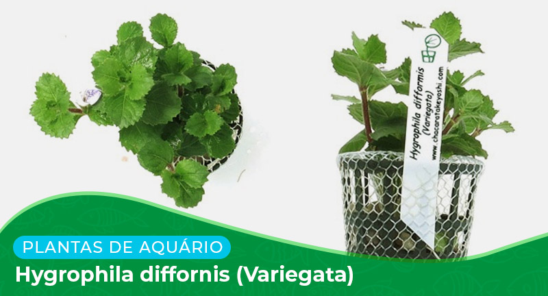 Ficha: Planta Hygrophila diffornis (Variegata)