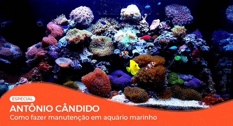 Aula de Manutenção de Aquário Marinho