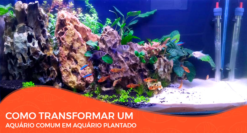 Aula: Como Transformar Um Aquário Comum em Aquário Plantado