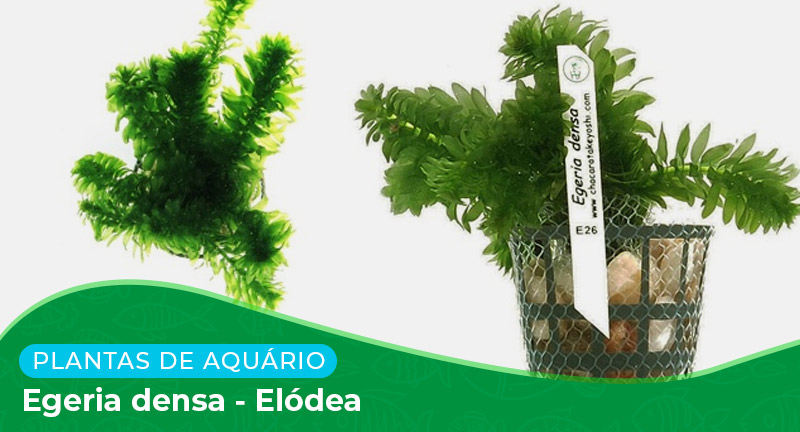 Ficha: Planta Egeria densa