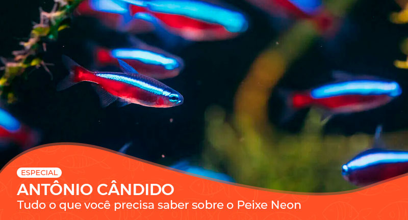 Vídeo: Tudo o que você precisa saber sobre o Peixe Neon