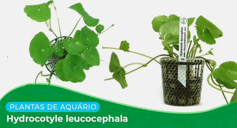 Ficha técnica: Planta Hydrocotyle leucocephala