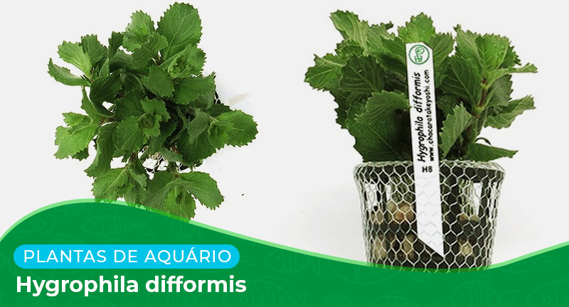 Ficha: Planta Hygrophila difformis