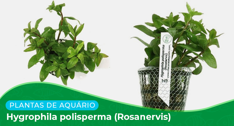 Ficha: Planta Hygrophila polisperma (Rosanervis)