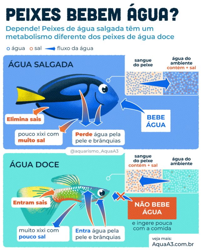 Diferenças entre peixes de água doce e salgada – Parte 2/2