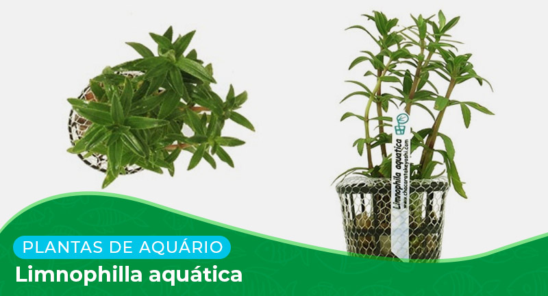 Ficha: Planta Limnophilla aquática