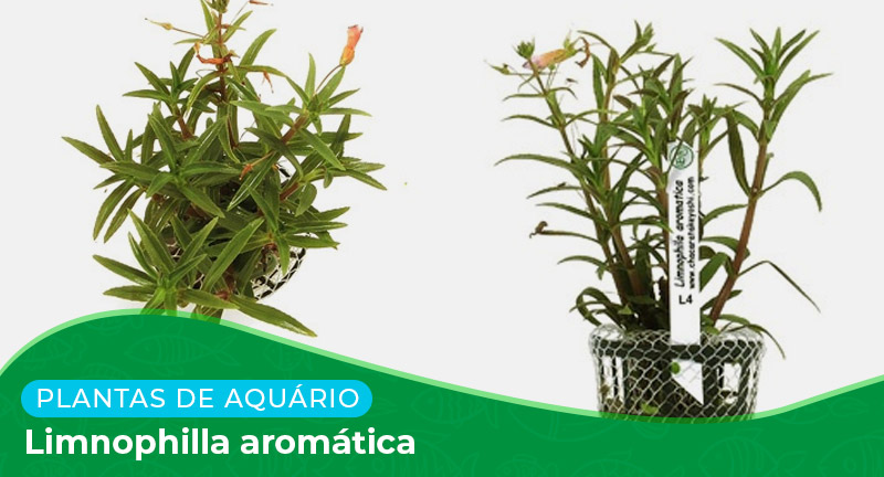 Ficha: Planta Limnophilla aromática