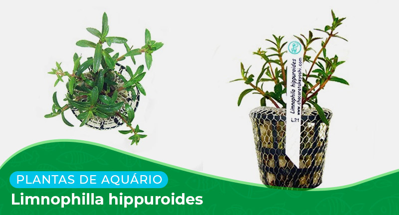 Ficha: Planta Limnophilla hippuridoides