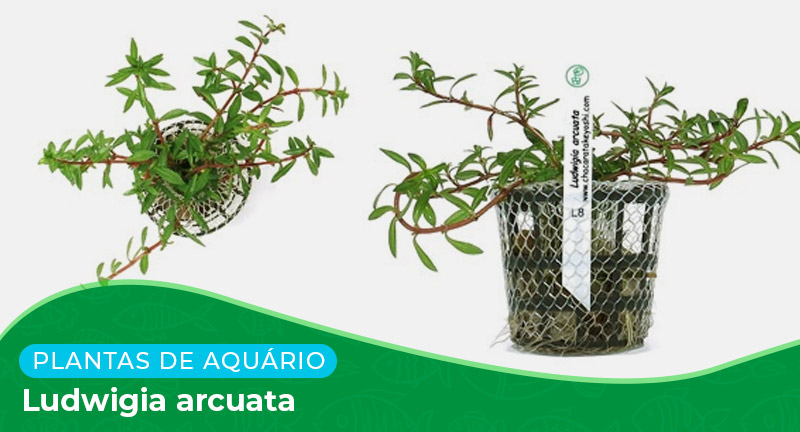 Ficha: Planta Ludwigia arcuata