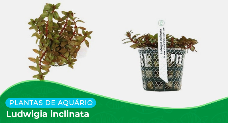 Ficha: Planta Ludwigia inclinata