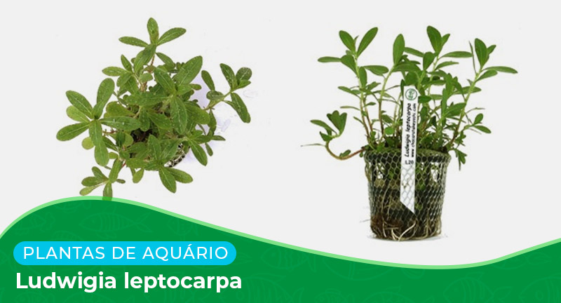 Ficha: Planta Ludwigia leptocarpa