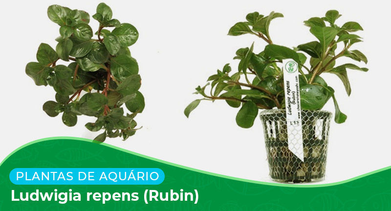 Ficha: Planta Ludwigia repens (Rubin)