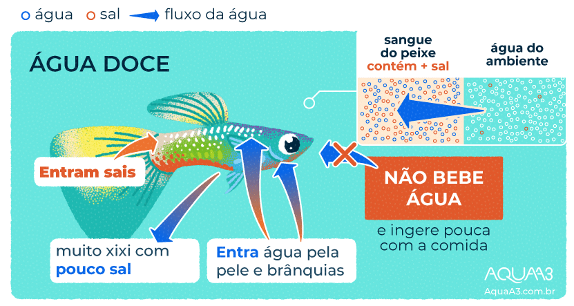 Diferenças entre peixes de água doce e salgada - Parte 1/2 - Escola de ...