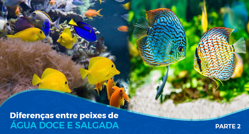 Diferenças entre peixes de água doce e salgada – Parte 2/2