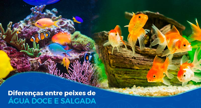 Diferenças entre peixes de água doce e salgada