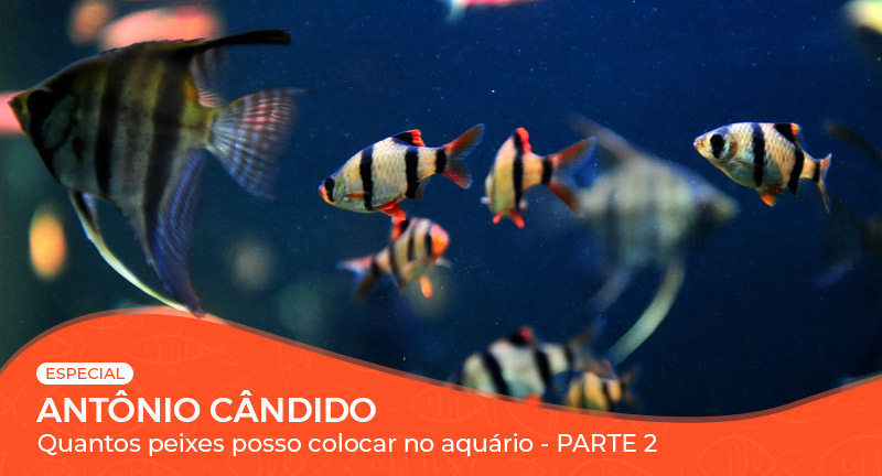 Vídeo: Quantos peixes posso colocar no aquário? - Parte 2/2