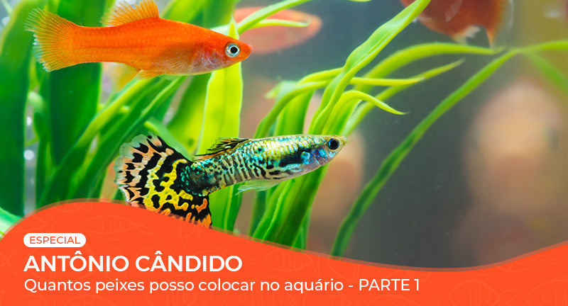 Vídeo: Quantos peixes posso colocar no aquário? - Parte 1