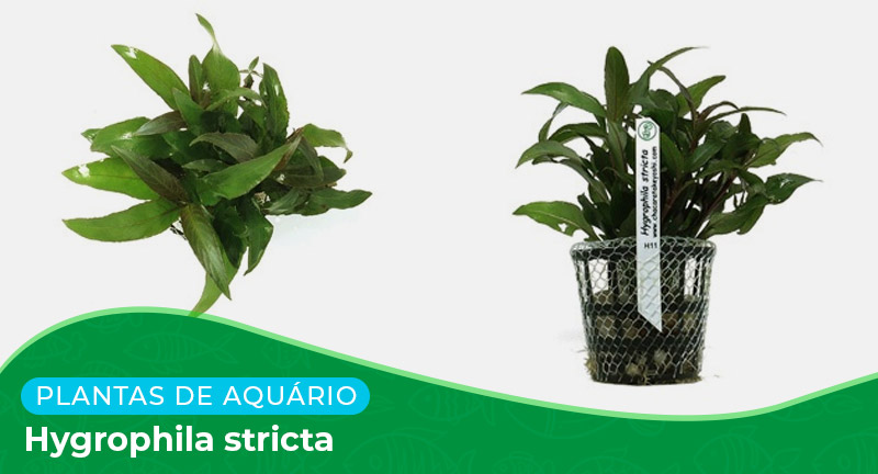 Ficha: Planta Hygrophila Stricta