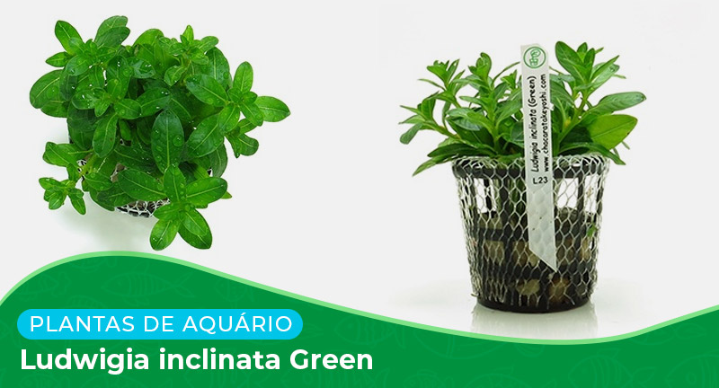 Ficha: Planta Ludwigia Inclinata Green