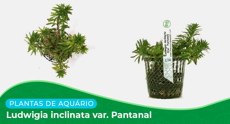 Ficha: Planta Ludwigia inclinata var. Pantanal