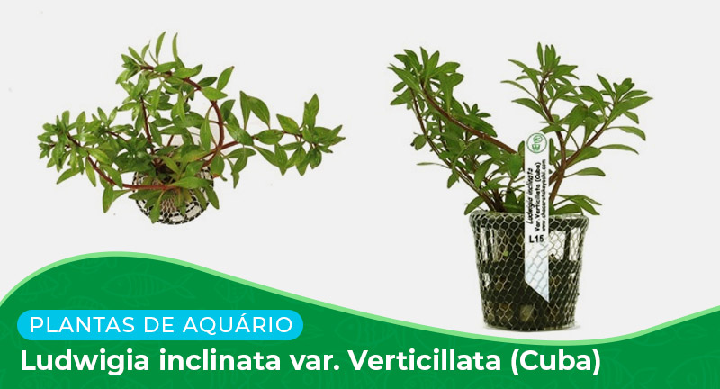 Ficha: Planta Ludwigia inclinata var. Verticillata (Cuba)