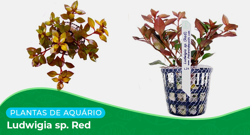 Ficha: Planta Ludwigia sp. Red