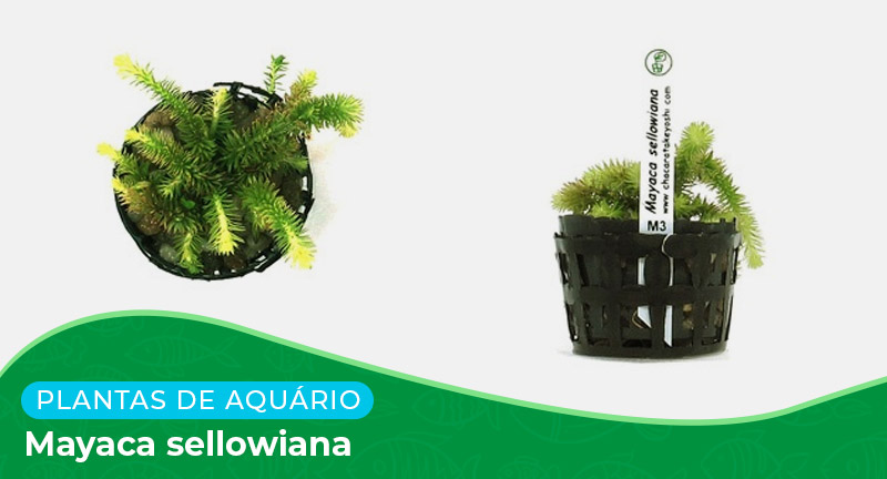 Ficha: Planta Mayaca Sellowiana