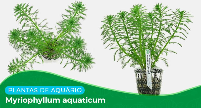 Ficha: Planta Myriophyllum Aquaticum