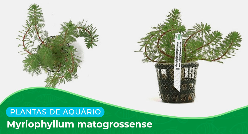 Ficha: Planta Myriophyllum Matogrossense