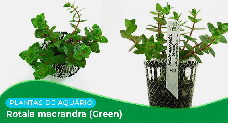 Ficha: Planta Rotala macrandra (Green)