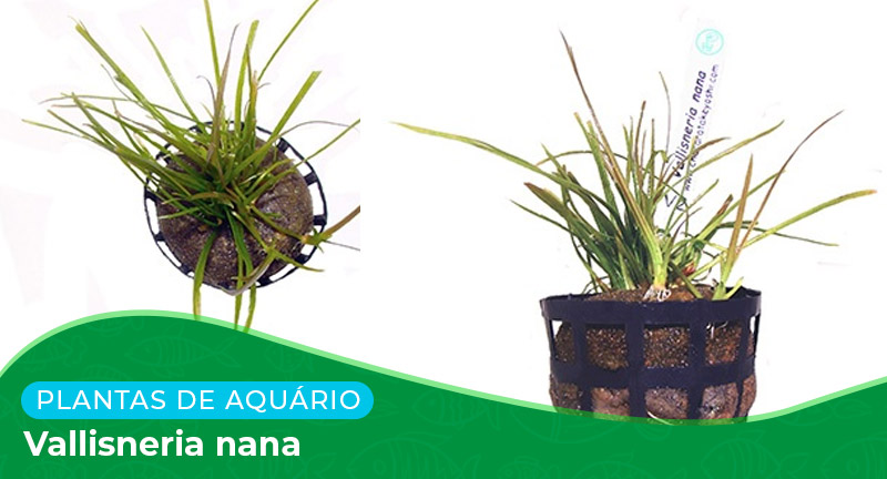 Ficha: Planta Vallisneria Nana