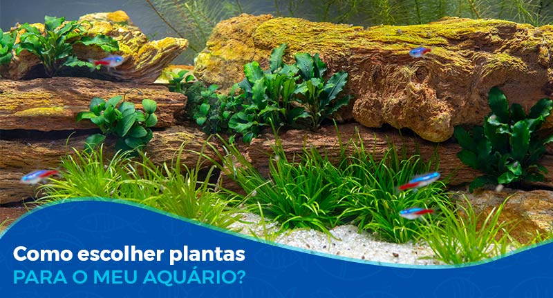 Como escolher plantas para meu aquário?