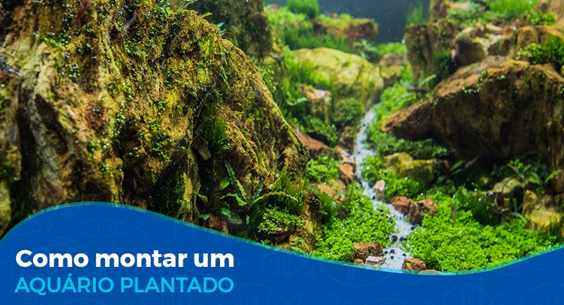 Como montar um aquário plantado