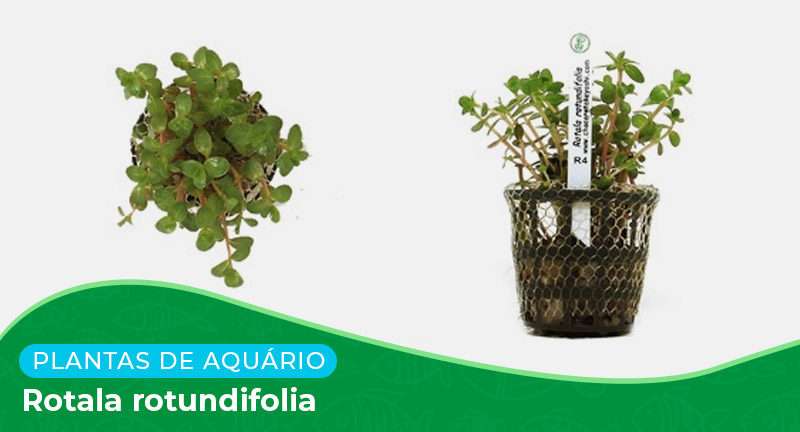 Ficha: Planta Rotala Rotundifolia