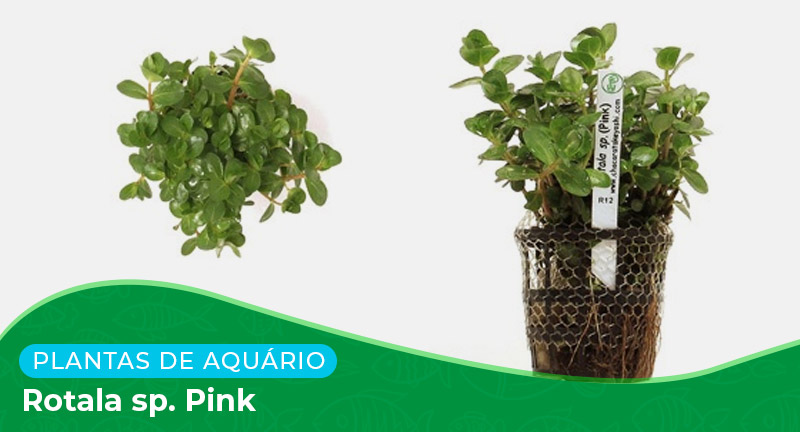 Ficha: Planta Rotala sp. Pink