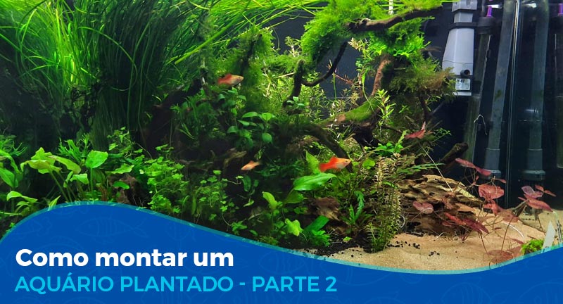 Como montar um aquário plantado - Parte 2/2