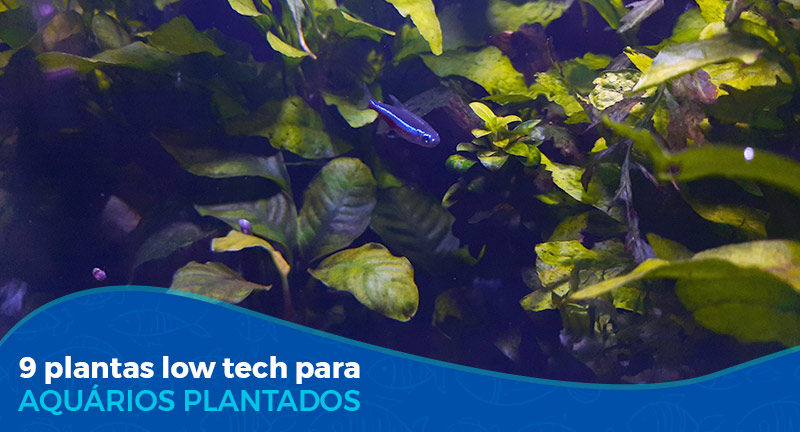 9 Plantas Low Tech para aquário plantado