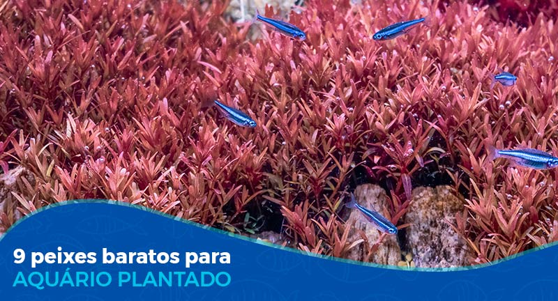 9 peixes baratos para aquário plantado