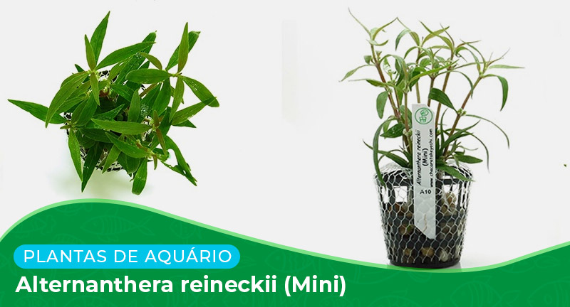 Ficha: Planta Alternanthera Reineckii (Mini)