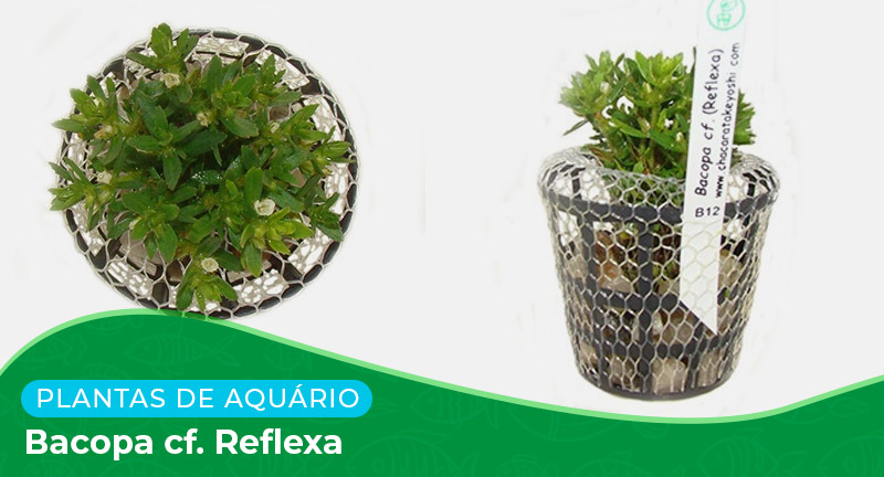 Ficha: Planta Bacopa cf. Reflexa