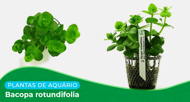 Ficha: Planta Bacopa Rotundifolia