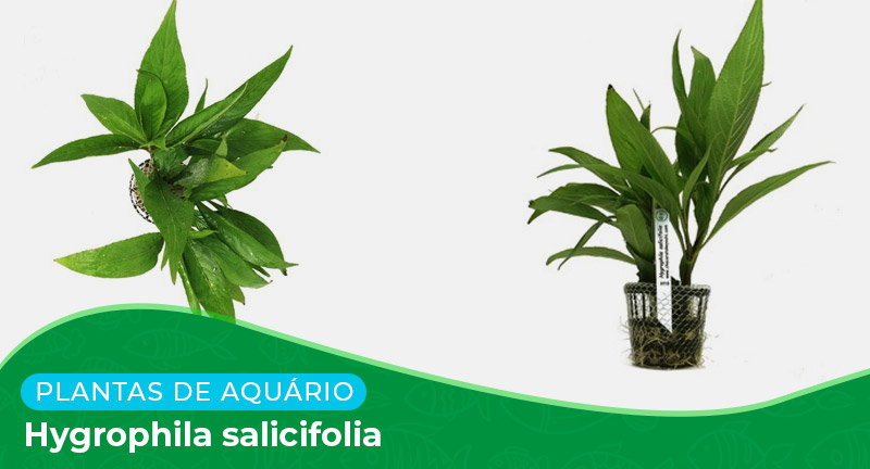 Ficha: Planta Hygrophila Salicifolia