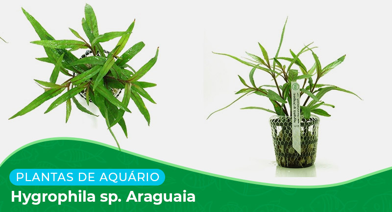 Ficha: Planta Hygrophila sp. Araguaia