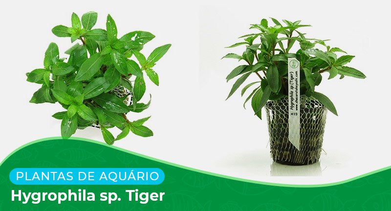 Ficha: Planta Hygrophila sp. Tiger