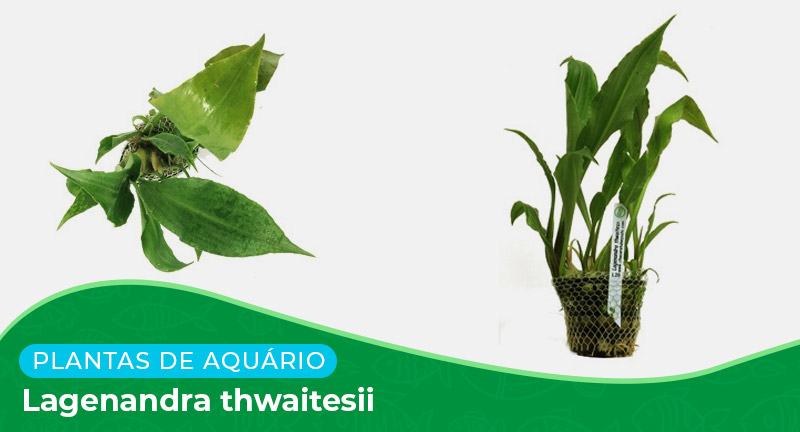 Ficha: Planta Lagenandra Thwaitesii