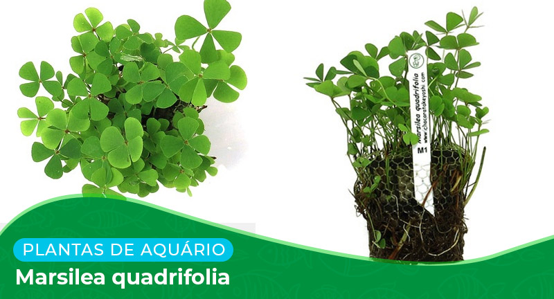 Ficha: Planta Marsilea Quadrifolia