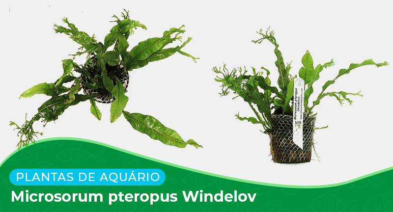 Ficha: Planta Microsorum Pteropus Windelov