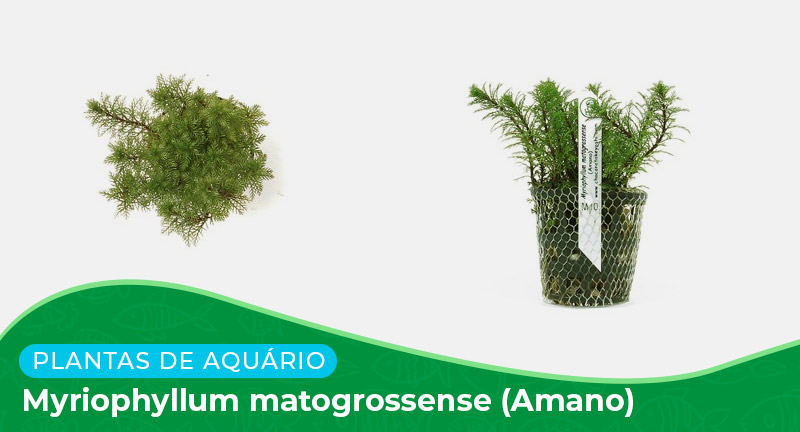 Ficha: Planta Myriophyllum Matogrossense (Amano)