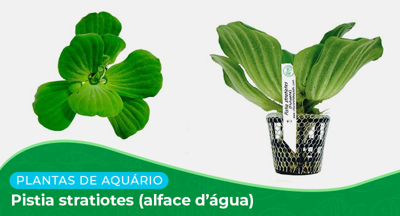 Ficha: Pistia Stratiotes