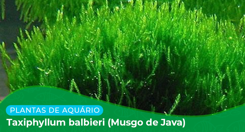 Ficha: Taxiphyllum Balbieri (Musgo de Java)